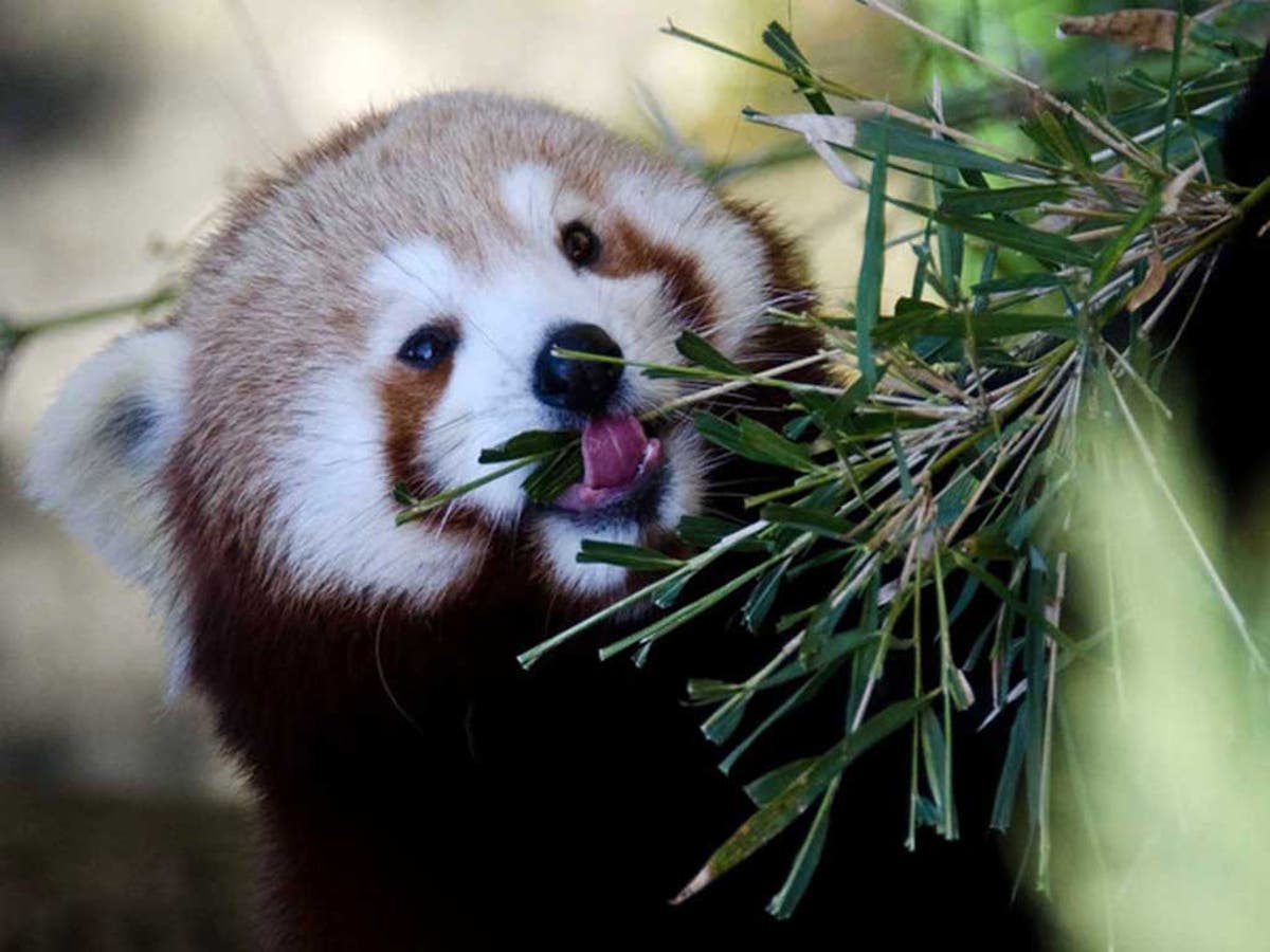 Top 10 zoos in Europe, according to TripAdvisor The Independent The